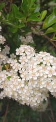 Pyracantha coccinea