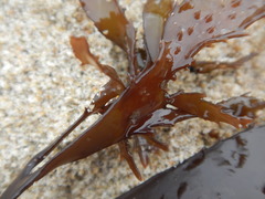 Chondracanthus spinosus