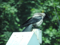 Corvus cornix