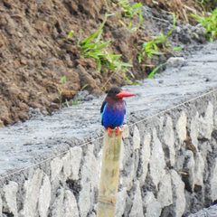 Halcyon cyanoventris