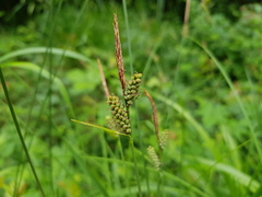 Carex tomentosa