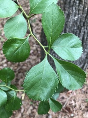 Crataegus berberifolia