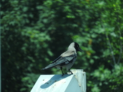 Corvus cornix