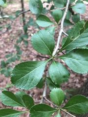 Crataegus berberifolia