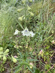 Delphinium leucophaeum