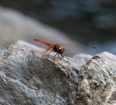 Trithemis pluvialis