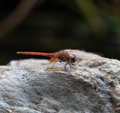 Trithemis pluvialis