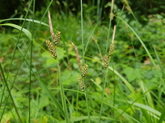 Carex tomentosa