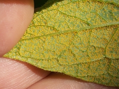 Pucciniastrum symphyti