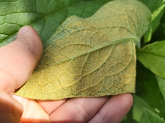 Pucciniastrum symphyti