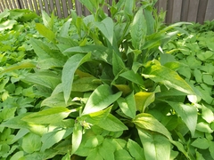 Pucciniastrum symphyti