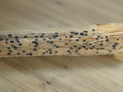 Lophodermium paeoniae