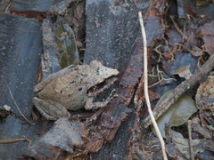 Pristimantis fenestratus