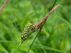Carex tomentosa
