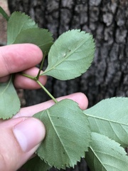 Crataegus berberifolia