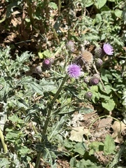 Cirsium arvense