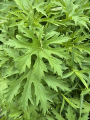 Napaea dioica