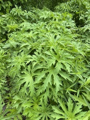 Napaea dioica