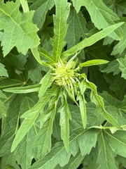 Napaea dioica