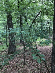 Crataegus berberifolia