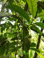 Annonaceae