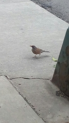 Turdus rufopalliatus