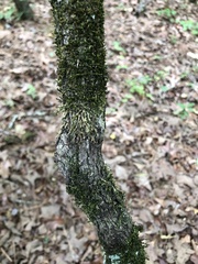 Crataegus berberifolia