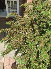 Cotoneaster microphyllus