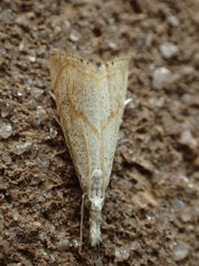 Haimbachia placidellus