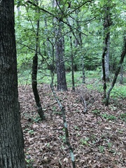 Crataegus berberifolia