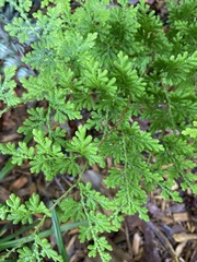 Selaginella braunii
