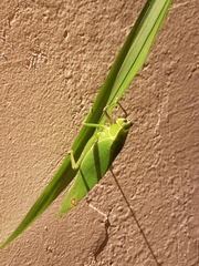 Frontinus