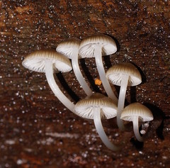 Mycena tuvara