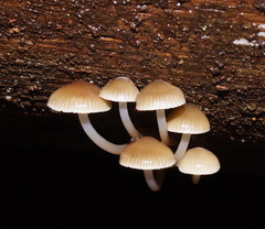 Mycena tuvara