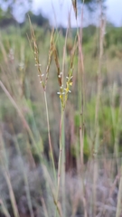 Dichanthium aristatum