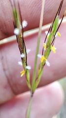 Dichanthium aristatum