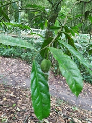 Annonaceae