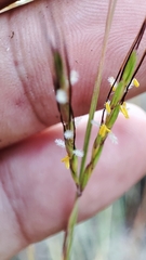 Dichanthium aristatum