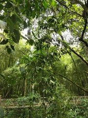 Annonaceae