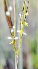 Dichanthium aristatum