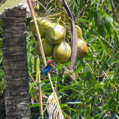 Halcyon cyanoventris