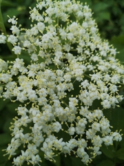 Sambucus nigra