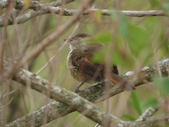 Phacellodomus sibilatrix