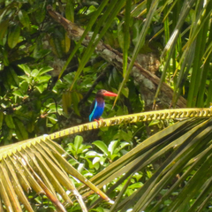 Halcyon cyanoventris