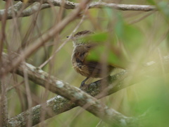 Phacellodomus sibilatrix