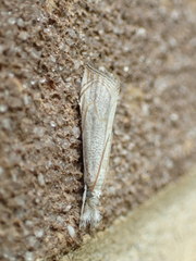 Haimbachia placidellus