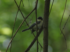 Parus major