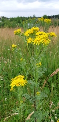 Jacobaea vulgaris