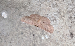 Cyclophora rotundata