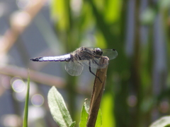 Libellula fulva